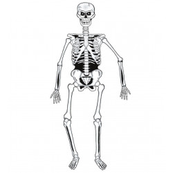 Squelette amovible