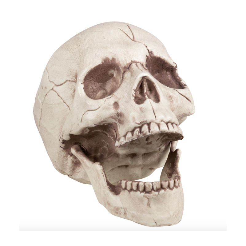 Crâne de squelette