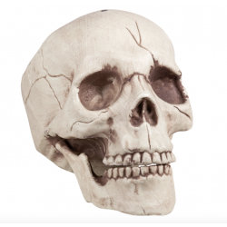 crâne humain en squelette