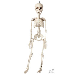 Squelette artculé