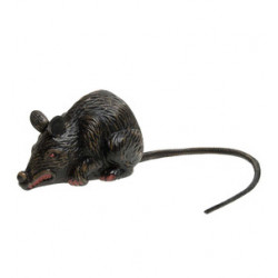 Petit rat
