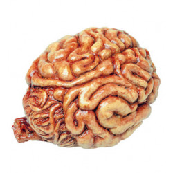 Cervelle humaine